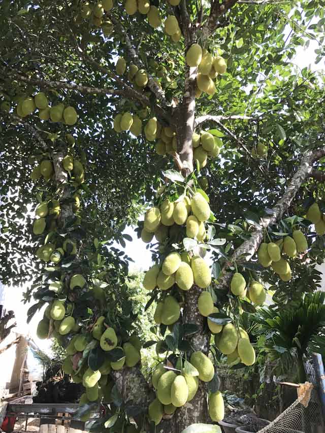 Cây[-]mít[-]"siêu[-]mắn",[-]ra[-]400[-]trái[-]từ[-]gốc[-]lên[-]ngọn